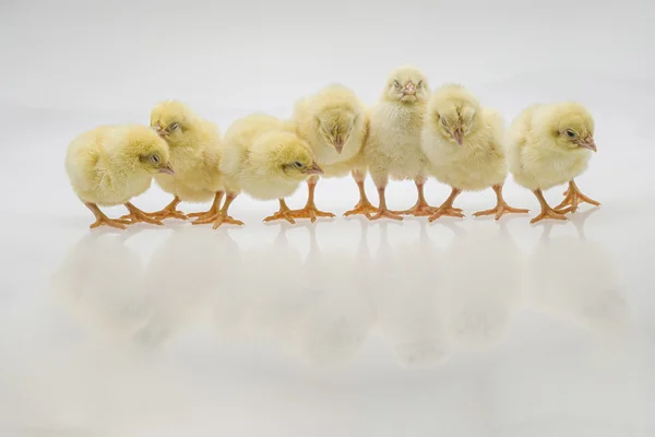 Turning Poultry Waste into Rural Wealth: Business & Policy Opportunities in Co. Monaghan, Ireland